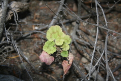 Pelargonium zonale