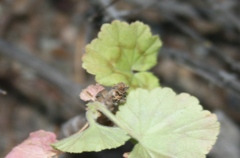 Pelargonium zonale