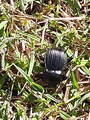 Gonopus