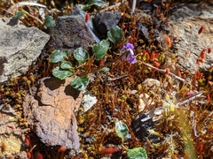 Viola serpentinicola