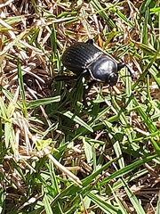 Gonopus