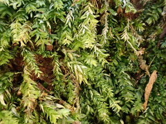 Plagiothecium curvifolium
