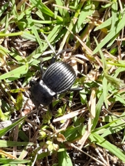 Gonopus
