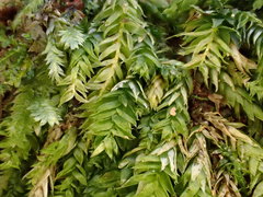 Plagiothecium curvifolium