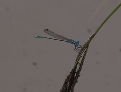 Austrolestes aridus