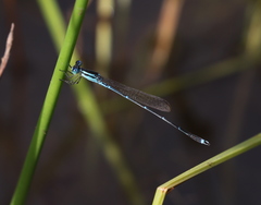 Indolestes insularis