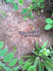 Broadleysaurus major