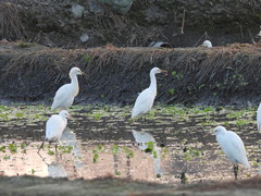 Bubulcus ibis