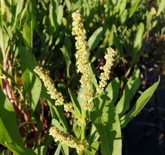 Rumex lanceolatus