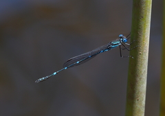 Austrolestes minjerriba