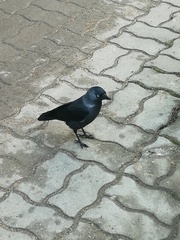 Corvus monedula