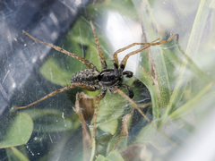 Pardosa zonsteini