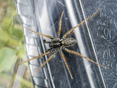 Pardosa zonsteini