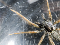 Pardosa zonsteini