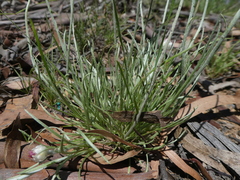 Leucochrysum albicans