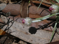 Leucochrysum albicans