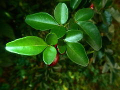 Triphasia trifolia