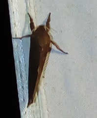 Semicalamidia owgarra