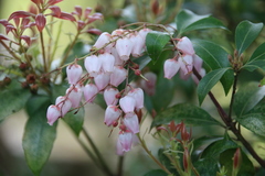 Pieris japonica japonica