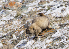 Marmota baibacina