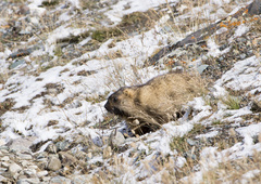 Marmota baibacina