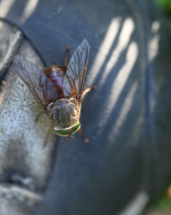 Scaptia testacea