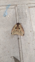 Dirphiopsis multicolor