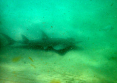 Rhynchobatus australiae