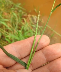 Hemarthria altissima
