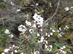 Epacris gunnii