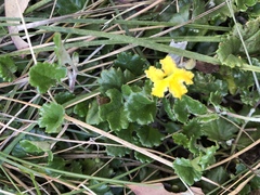 Goodenia hederacea alpestris