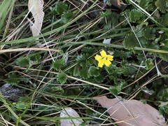 Goodenia hederacea alpestris