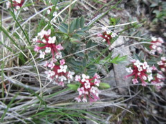 Pimelea alpina