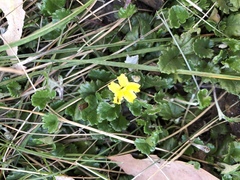 Goodenia hederacea alpestris