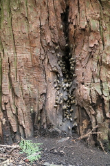 Apis cerana japonica