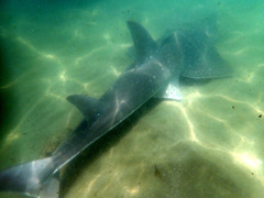 Rhynchobatus australiae