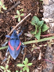 Polyclaeis equestris