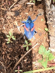 Polyclaeis equestris
