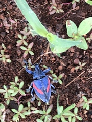 Polyclaeis equestris