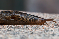 Limax maximus