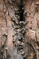 Apis cerana japonica