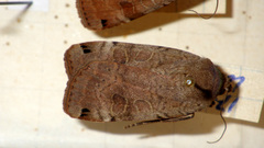 Noctua orbona