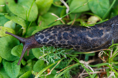 Limax maximus
