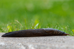 Limax maximus