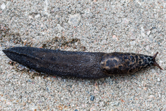 Limax maximus