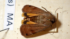 Noctua orbona