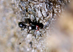 Parapalaeosepsis plebeia