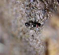 Parapalaeosepsis plebeia