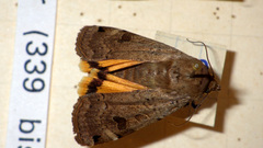 Noctua orbona