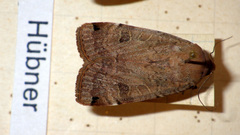 Noctua orbona